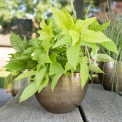 Pflanzgefäß 'Rowen', Gold, Ø 22 X H 17 Cm -Die grüne Ecke 3210801609 Pflanzgefaess Rowen gold D 22 x H 17 cm 3 114967