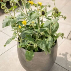 Pflanzgefäß 'Rowen', Silber, Ø 42 X H 41 Cm -Die grüne Ecke 3210801625 3210801626 3210801627 3210801628 Pflanzgefaess Rowen silber 6 115002