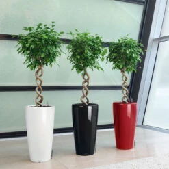 LECHUZA Rondo Premium, All-in-One-Set, Weiß Hochglanz, Ø 33 Cm, H:56 Cm -Die grüne Ecke 3325100103 Rondo Premium40 weiss All in OneSet D40xH75cm RGB 7757