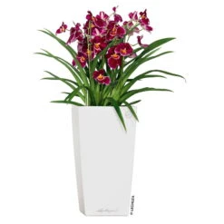 LECHUZA Cubico Premium, All-in-One-Set, Weiß Hochglanz, 22x22, H:41 Cm -Die grüne Ecke 3325100114 CubicoPremium22 weiss All in One Set 22x22x41cm RGB 2 7572