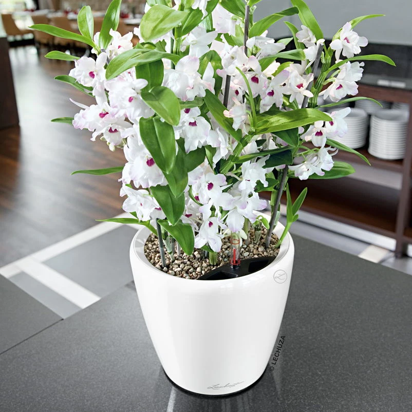 Die grüne Ecke -Die grüne Ecke 3325100217 Classico Premium 21LS weiss All in One Set D21xH20cm RGB 7590 1