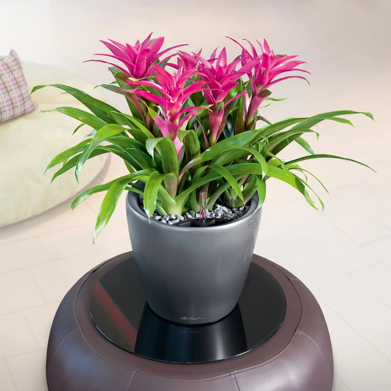 LECHUZA Classico Premium LS, All-in-One-Set, Anthrazit-metallic, Ø 21 Cm, H:20 Cm 3 LECHUZA Classico Premium LS, All-in-One-Set, Anthrazit-metallic, Ø 21 Cm, H:20 Cm