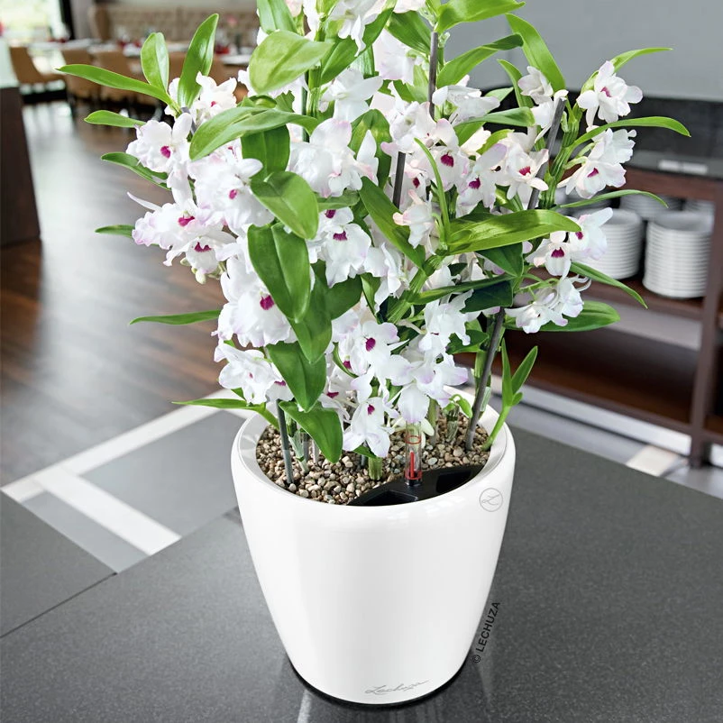 LECHUZA Classico Premium 43 LS, Weiß Hochglanz, All-in-One-Set, Ø 43 Cm, H:40 Cm 3 LECHUZA Classico Premium 43 LS, Weiß Hochglanz, All-in-One-Set, Ø 43 Cm, H:40 Cm