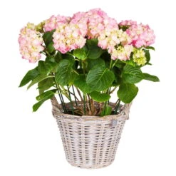 Pflanzkorb Aus Rattan Mit Folieneinsatz, Weiß, Ø 35 H: 25 Cm -Die grüne Ecke 3345100044 Pflanzkorb Rattan D35 H25cm weiss2 63359