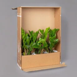 Philodendron 'Brasil' In Keramiktopf Dallas Anthrazit, Topf-Ø 12cm, 2er-Set -Die grüne Ecke B2 02 Karton Sets mit Keramik 2 126160 4