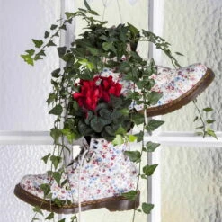 Alpenveilchen 'Outland', Rot/weiß, Topf-Ø 10,5 Cm, 6er-Set -Die grüne Ecke Cyclamen persicum rot 4 69027