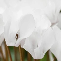 Alpenveilchen 'Outland', Rosa/weiß, Topf-Ø 10,5 Cm, 6er-Set -Die grüne Ecke Cyclamen persicum weiss nahaufnahme 69019 2