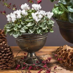 Alpenveilchen 'Outland', Rot/weiß, Topf-Ø 10,5 Cm, 6er-Set -Die grüne Ecke Cyclamen persicum weiss 69016
