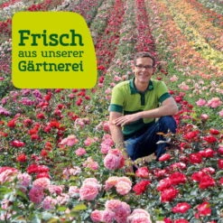 Kletterrose 'Belkanto®', Samtrot, Topf 6 Liter -Die grüne Ecke Rosenfeld wenk 2000x2000 41