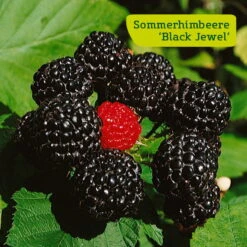 Himbeer-Set 'Dunkle Früchtchen', 4er-Set, Topf Je 2 Liter -Die grüne Ecke Sommerhimbeere black jewel 78200