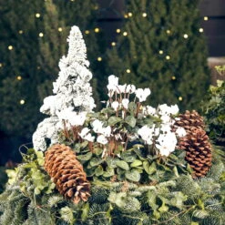Alpenveilchen 'Outland', Weiß, Topf-Ø 10,5 Cm, 6er-Set -Die grüne Ecke Weihnachtsdeko mit Cyclamen persicum weiss 69018