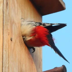 Nistkasten Für Buntspecht Aus Kiefernholz, Ca. 19x23,5x54,5 Cm 5 Nistkasten Für Buntspecht Aus Kiefernholz, Ca. 19x23,5x54,5 Cm -Die grüne Ecke buntspecht nistkasten zoom 117828