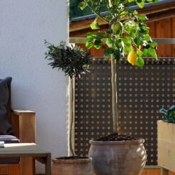 Zitronenbaum, Mini-Stamm, Topf-Ø 15 Cm, Höhe Ca. 40 Cm -Die grüne Ecke citrus mediterrane kuebelpflanze 1712052826 78742