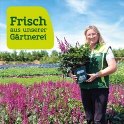 Graublaue Funkie 'Patriot' Violett, Topf-Ø 11 Cm, 3er-Set -Die grüne Ecke frau setz eigenproduktion 27