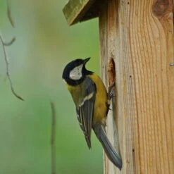 Nistkasten Zum Beobachten Aus Kiefernholz -Die grüne Ecke nistkasten blaumeisen beobachtung zoom 117820