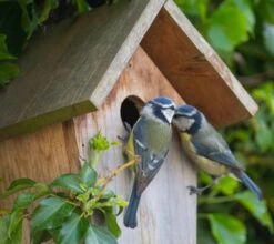 Nistkasten Für Blaumeisen -Die grüne Ecke nistkasten blaumeisen zoom 117813
