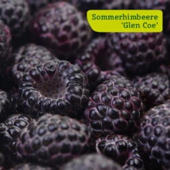 Himbeer-Set 'Dunkle Früchtchen', 4er-Set, Topf Je 2 Liter -Die grüne Ecke sommerhimbeere glen coe 78199