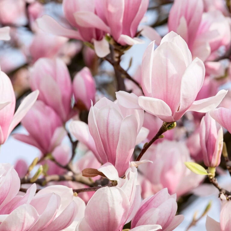 Die grüne Ecke -Die grüne Ecke 0410250590 Magnolien 3er Set2 76476 768x768 1