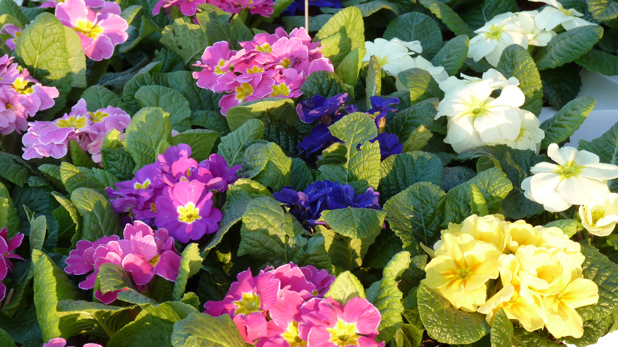 Die grüne Ecke -Die grüne Ecke image